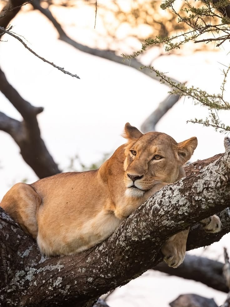Wildlife Safari