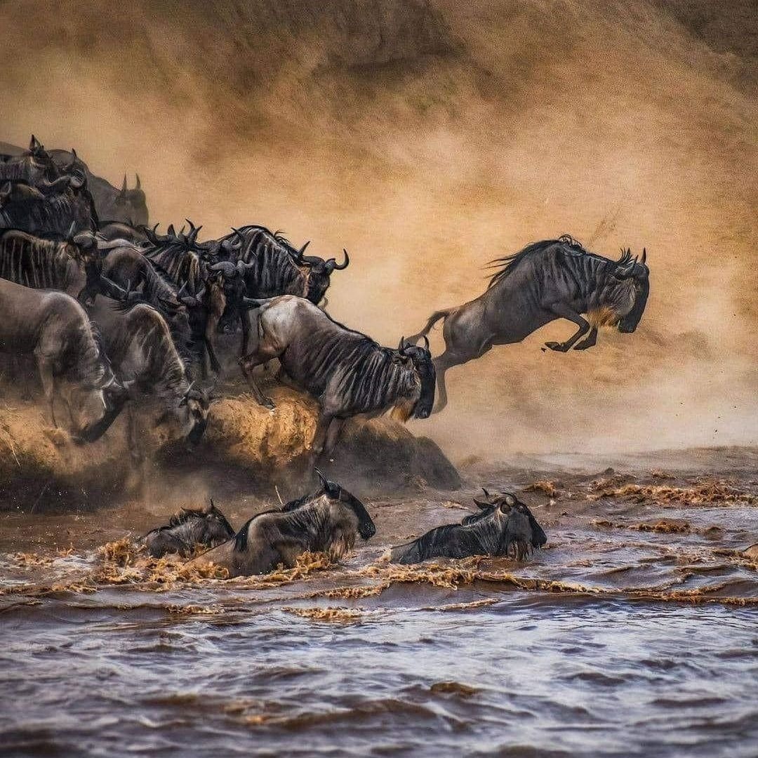 Wildlife